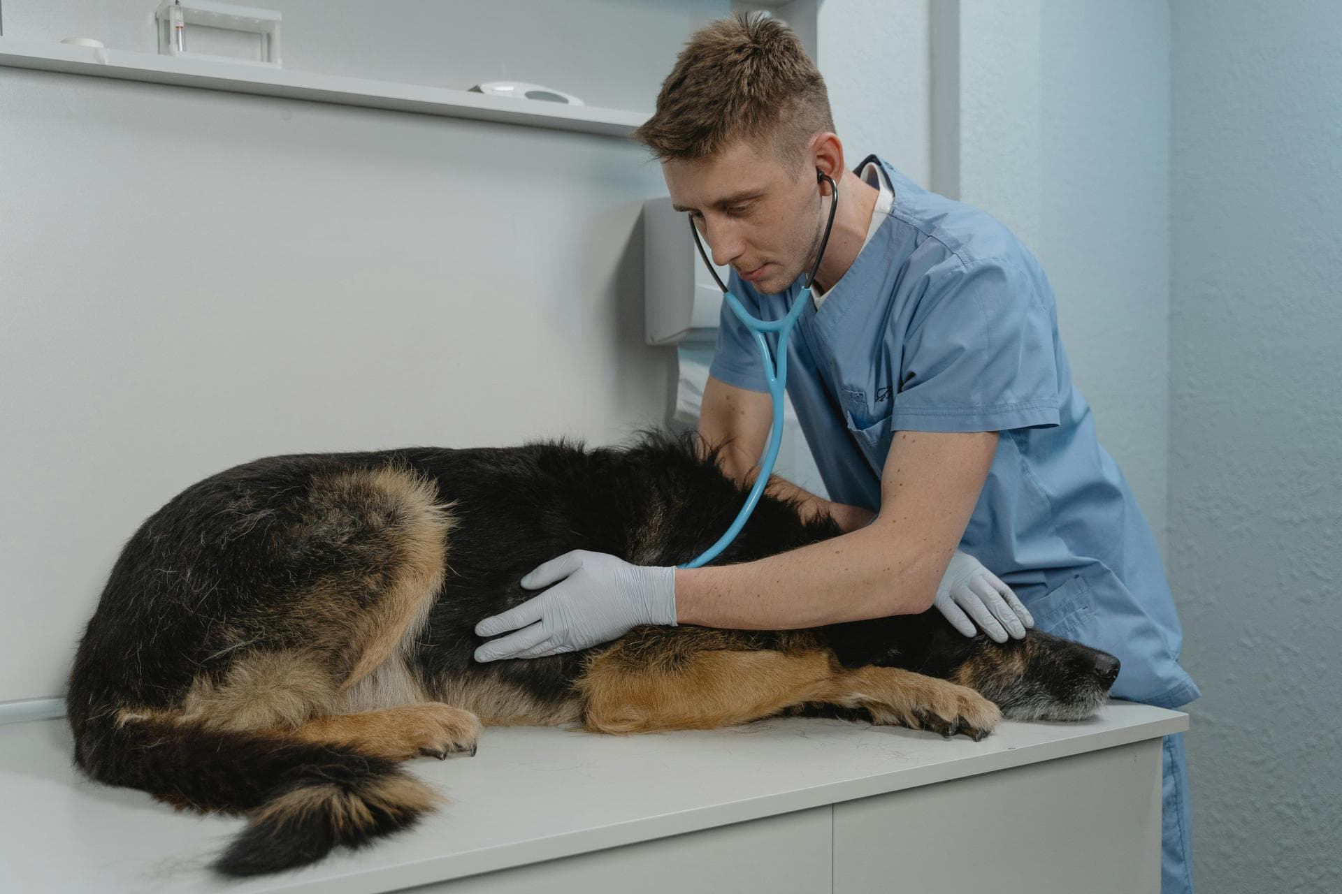 Emergency vets in Windsor
